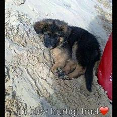 Schæferhund Santo (Nørrehedens Djibo)