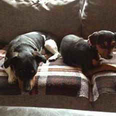 Blanding af racer Baily ( Puttepigen ) solgt