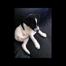 Blanding af racer Frank