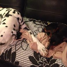 Prazsky krysarik Choko