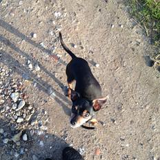 Prazsky krysarik Choko