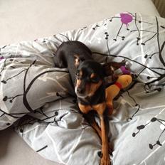 Prazsky krysarik Choko