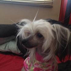 Chinese crested hårløs Zoey