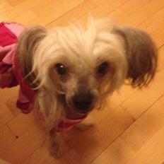Chinese crested hårløs Zoey