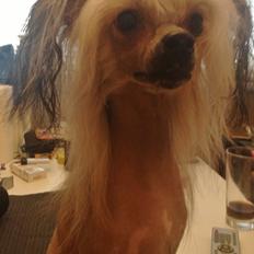 Chinese crested hårløs Zoey