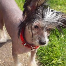 Chinese crested hårløs Greenlands Yue Yan - Leo