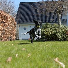 Grosser Münsterländer Chili von Bätjers-Braake