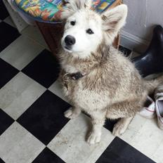 Samojedhund Kitta