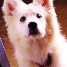Samojedhund Kitta