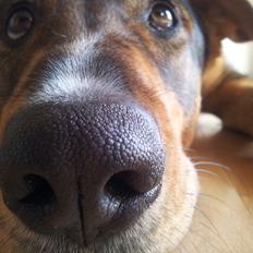 Blanding af racer kayla 