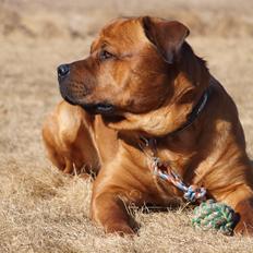 Blanding af racer Tyzon