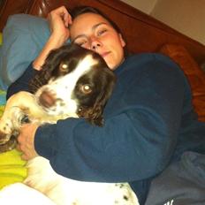 Engelsk springer spaniel Siska