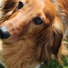 Miniature gravhund Buster (babyen)