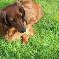 Miniature gravhund Hermann (babyen) (RIP)