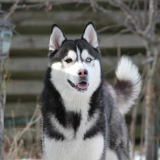 Siberian husky Samson '' Don Bamson ''