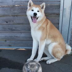 Akita inu Kumi