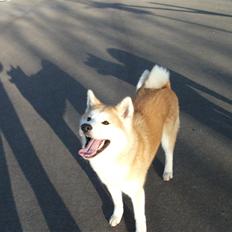 Akita inu Kumi