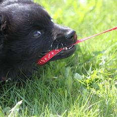 Svensk Lapphund Zarahkkas Beaivi