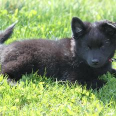 Svensk Lapphund Zarahkkas Beaivi