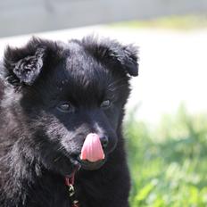 Svensk Lapphund Zarahkkas Beaivi