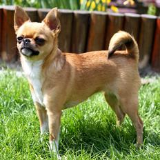 Chihuahua Chihuana's Queen of Diamonds ~Falullah~