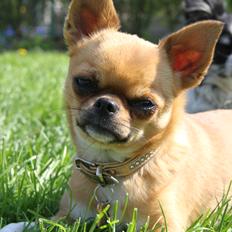 Chihuahua Chihuana's Queen of Diamonds ~Falullah~