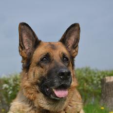 Schæferhund Tesvanes Gabbie
