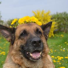 Schæferhund Tesvanes Gabbie