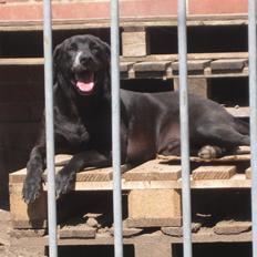 Blanding af racer Odin R.I.P d 7 nov 2013