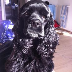 Amerikansk cocker spaniel Perle