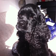 Amerikansk cocker spaniel Perle