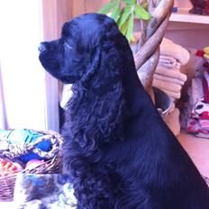 Amerikansk cocker spaniel Perle