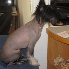 Chinese crested hårløs Belika