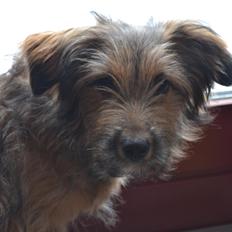 Blanding af racer Chewbacca (Chewie)