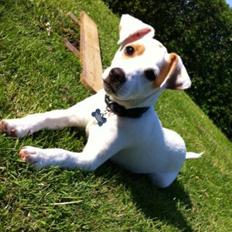 Dansk svensk gaardhund Liam