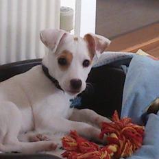 Dansk svensk gaardhund Liam