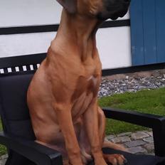 Rhodesian ridgeback Ajs