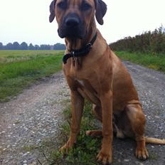Rhodesian ridgeback Ajs