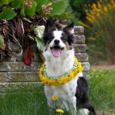 Border collie Tia - 12 år