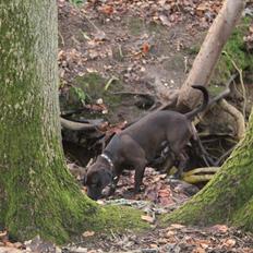 Blanding af racer Goliat