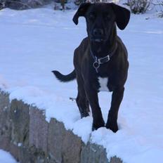 Blanding af racer Goliat