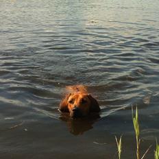 Rhodesian ridgeback Zia