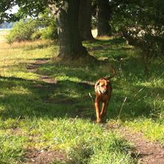 Rhodesian ridgeback Zia