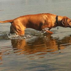 Rhodesian ridgeback Zia