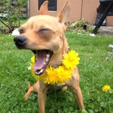 Chihuahua vera