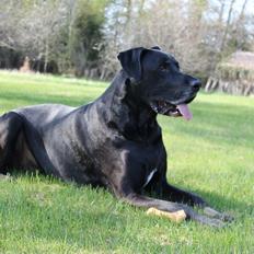Blanding af racer Aslan RIP