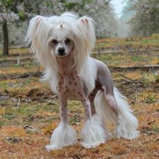 Chinese crested hårløs *GARBO*
