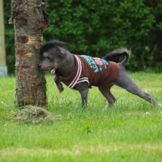 Chinese crested hårløs Kato <3