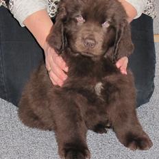 Newfoundlænder Baune, Newetta's Knockout in Brown