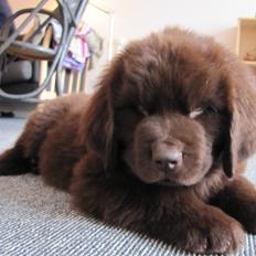 Newfoundlænder Baune, Newetta's Knockout in Brown